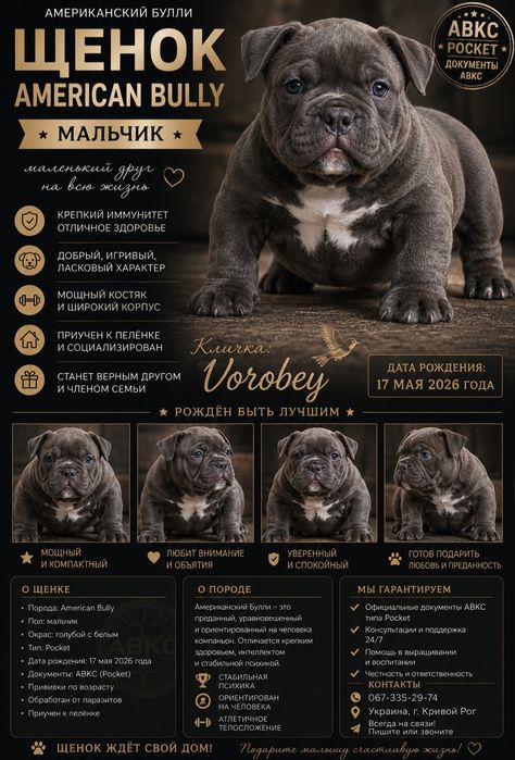 Щенки Американский Булли,  тип покет.  Документы ABKC