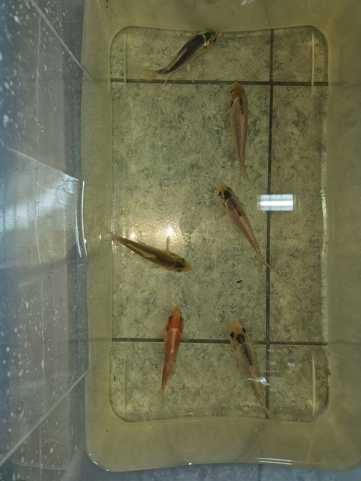 Lote de Carpas koi