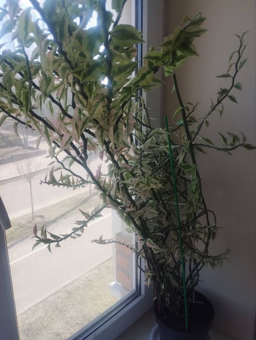 Продам педилантус около 70 см