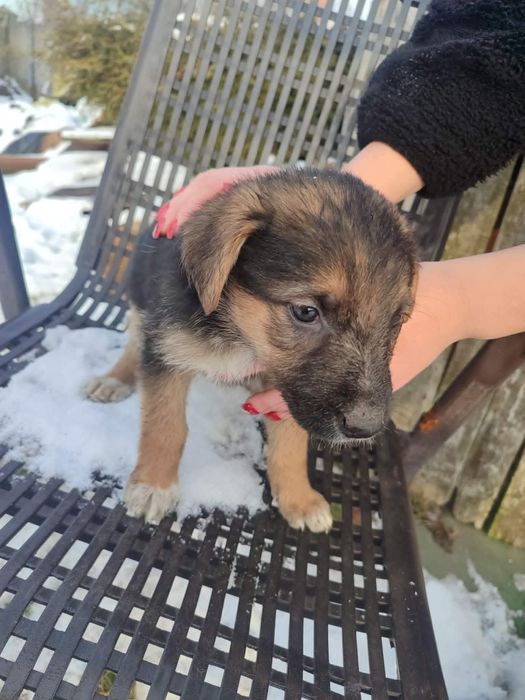 Szczeniaki do adopcji