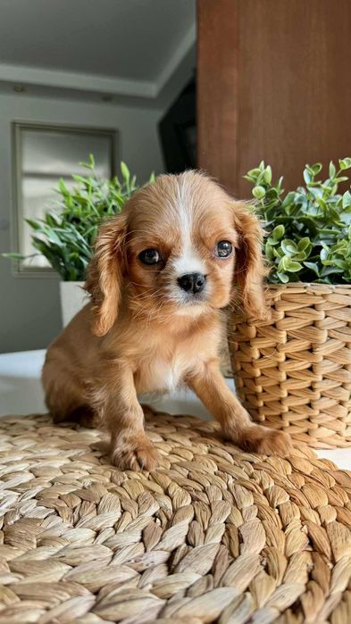 cavalier king spaniel ruby – Psy – szczeniaki, dorosłe OLX Zwierzęta