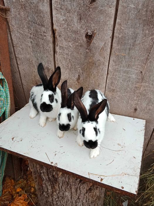 Młode srokacze po ładnych rodzycach