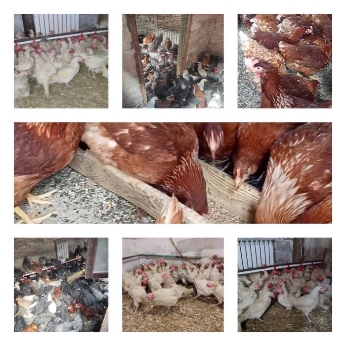 Продам кури несушки! Доставка безкоштовна. Новоград-Волинський