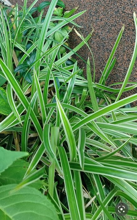 Turzyca Morrowa  variegata