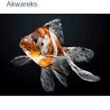 GB Welon, Welonek Calico "Złota Rybka"