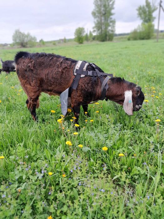 Англо-Нубійський козел!