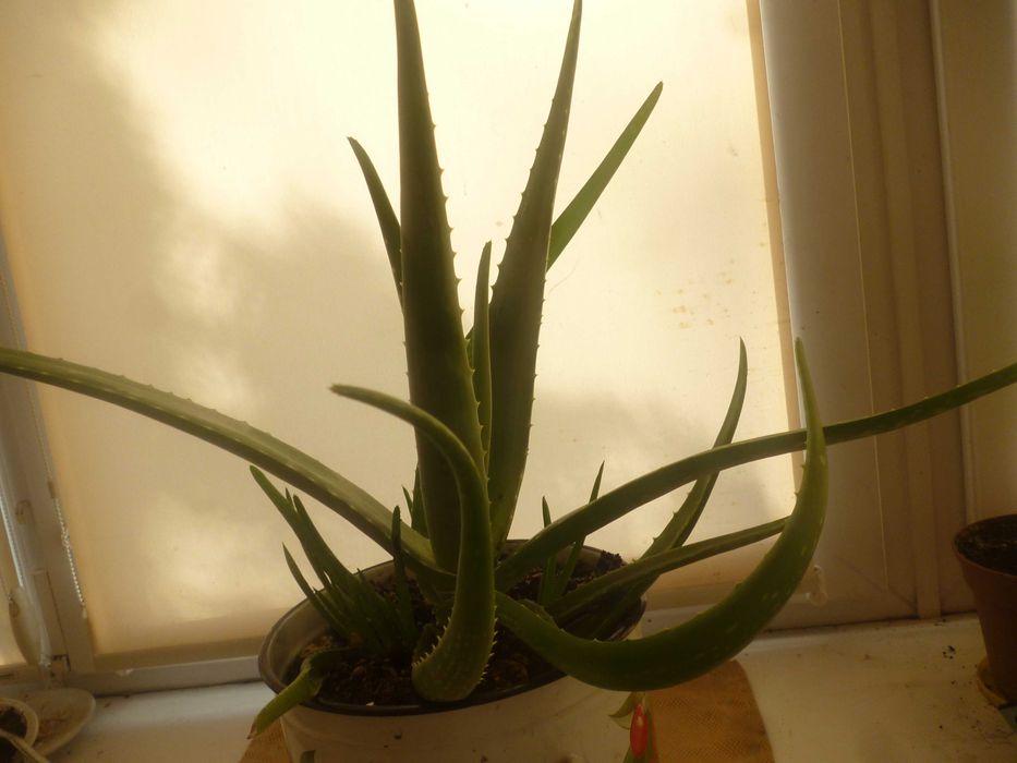 Продам алоэ вера