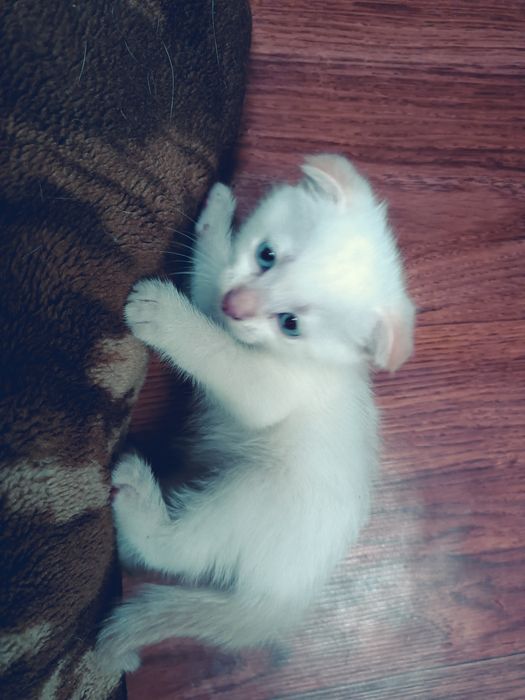 Кошка девочка 1 месяц