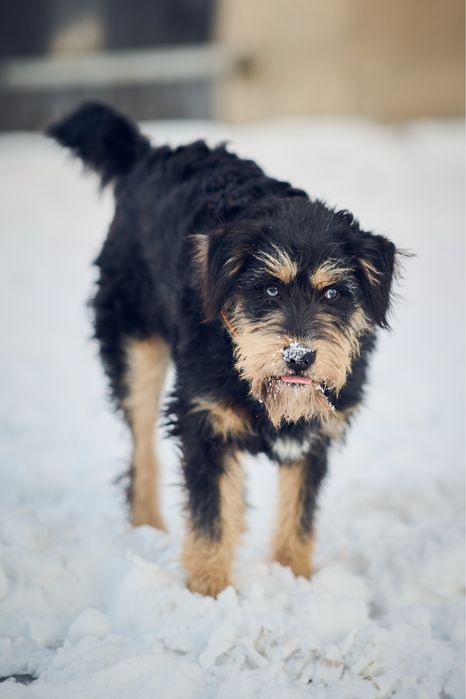 Oddam - zamienię, Rambo.