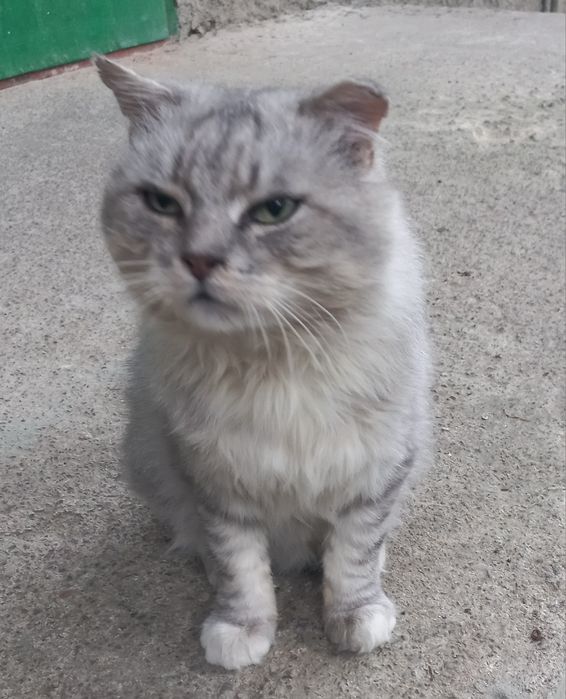 Жоржик в пошуках родини