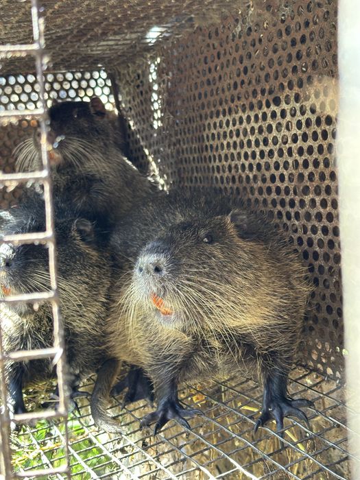 Нутрія жива вага