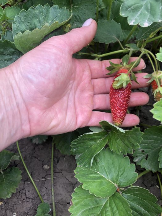 Земклуніка Купчиха (полуниця)