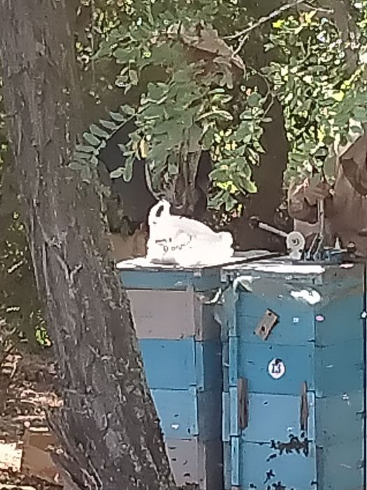 Улья бу 10 рамок