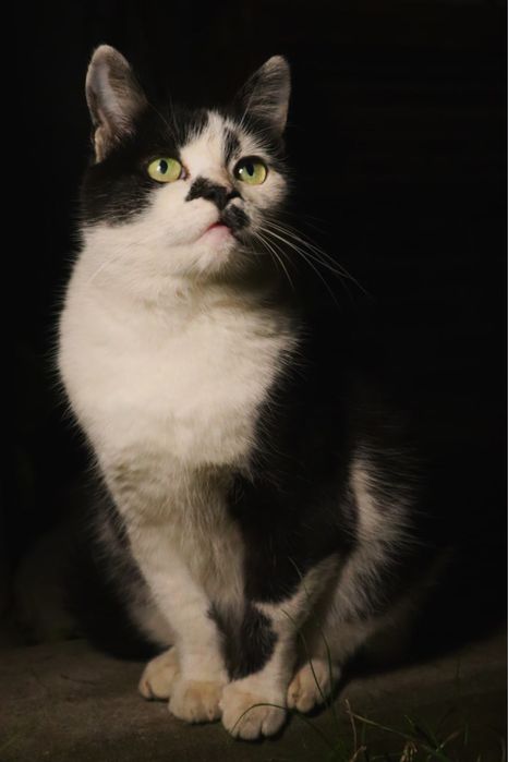 Киця Аліса шукає новий дім