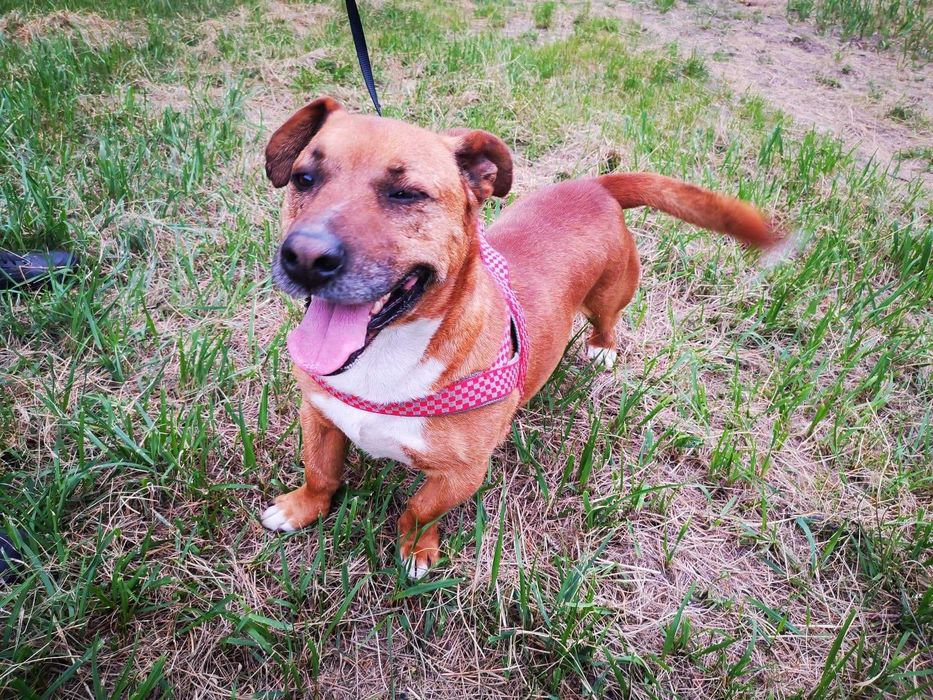 Mały, energiczny Laki – idealny kompan na spacery i aport