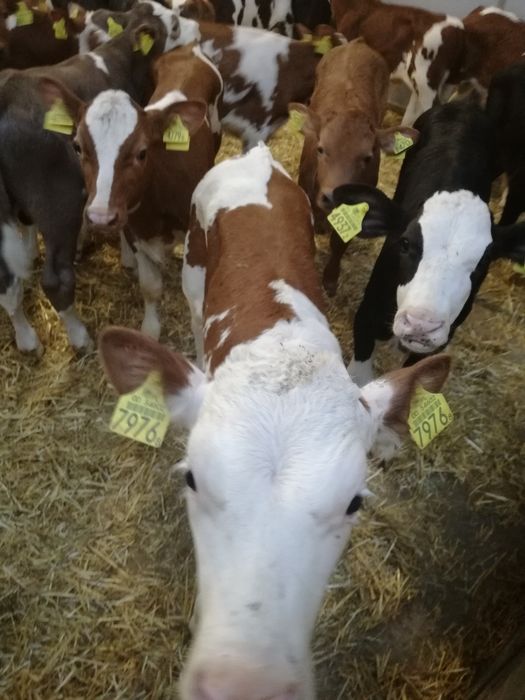 Byczki i jałówki Polskie ŁYSE