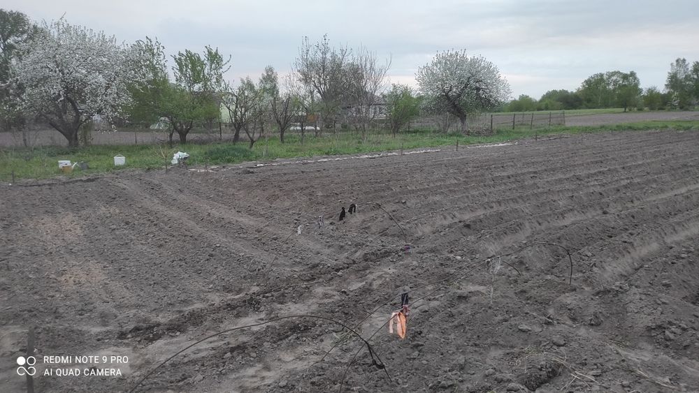 Продам будинок по близу Чернігова з доглянутим садом і городом.