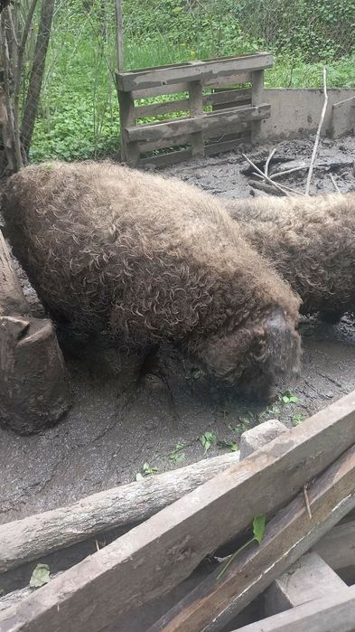 Мангалиця венгерська