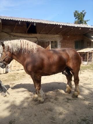 Skup koni bydła w każdej kondycji