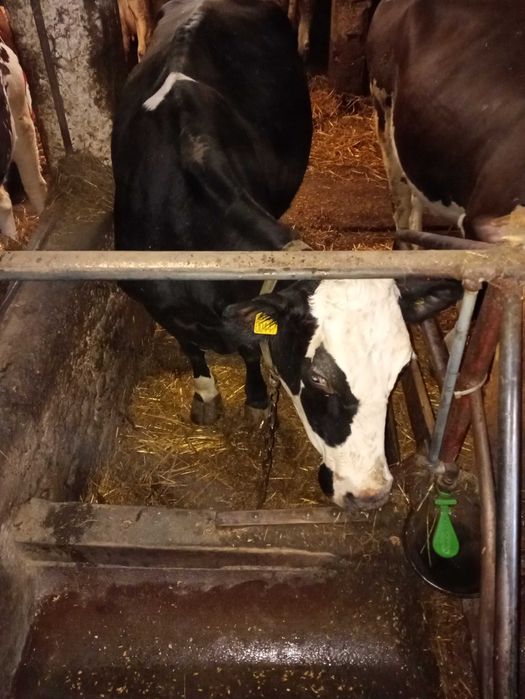 Krowy mleczne trzy sztuki