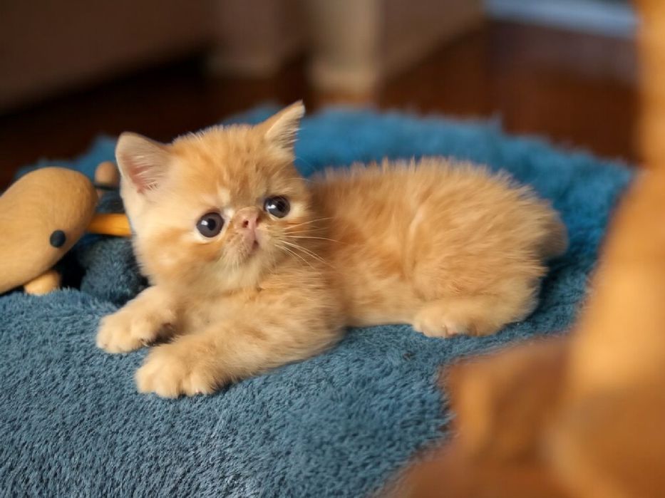 Рыжий экзотический