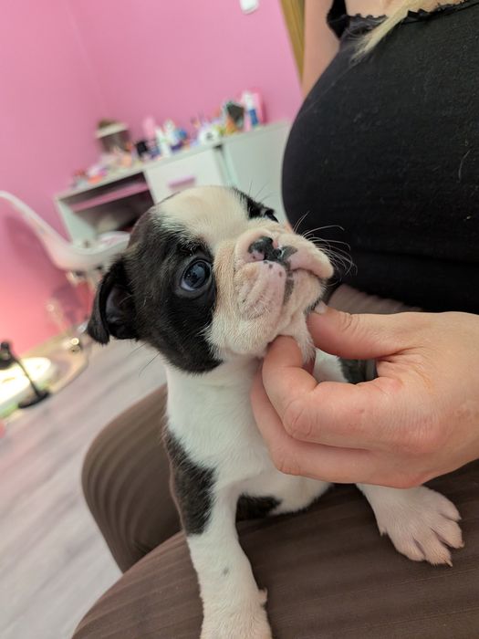 Szczeniak Boston terrier chłopiec :)