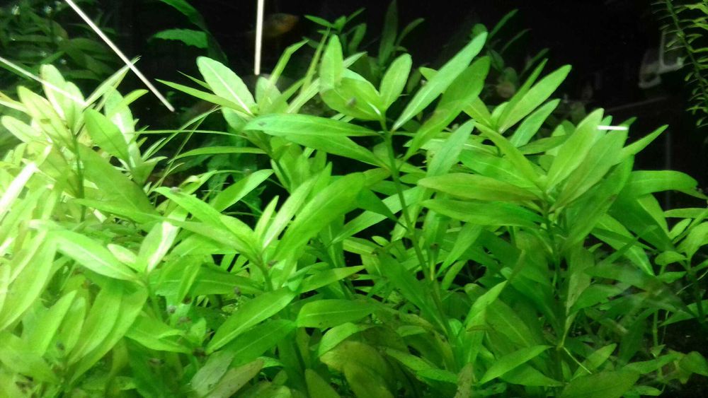 Hygrophila Polysperma - Nadwódka Wielonasienna