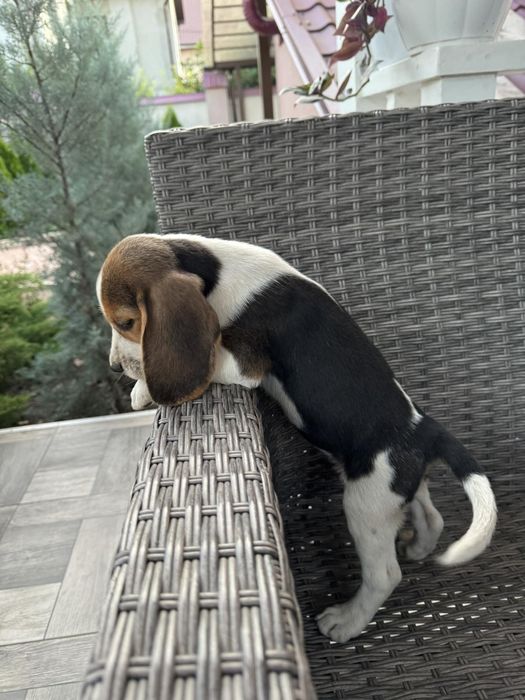 Цуценя бігль дівчинка чудова