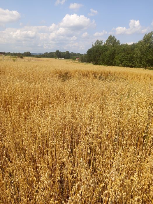 Owies jary odmiana Prokop