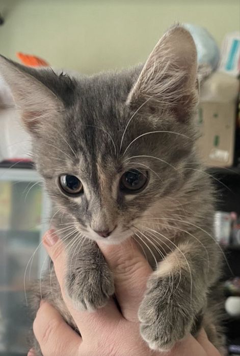 Дівчинка в добрі руки