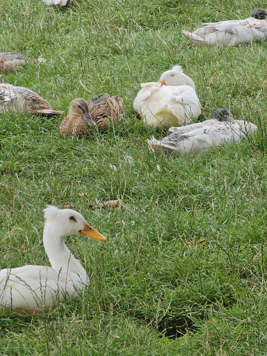 Kaczki biegusy samice i samce