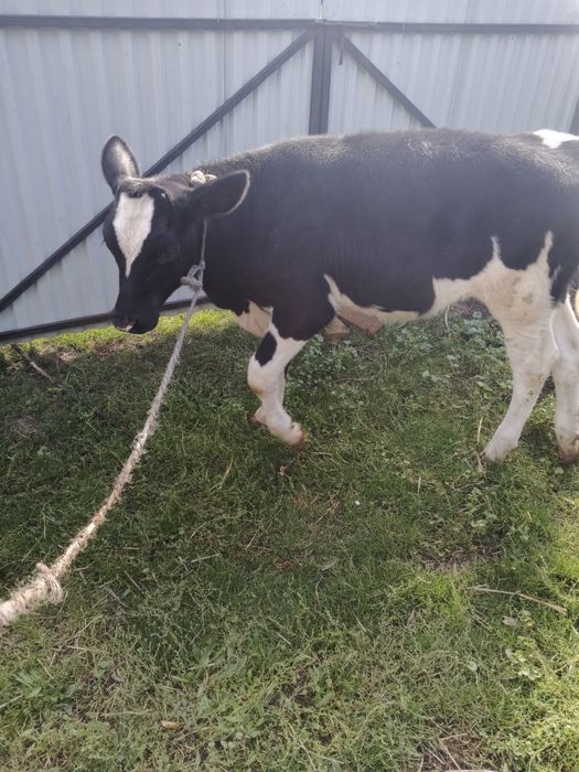 продам теличку ,4 міс,на корову