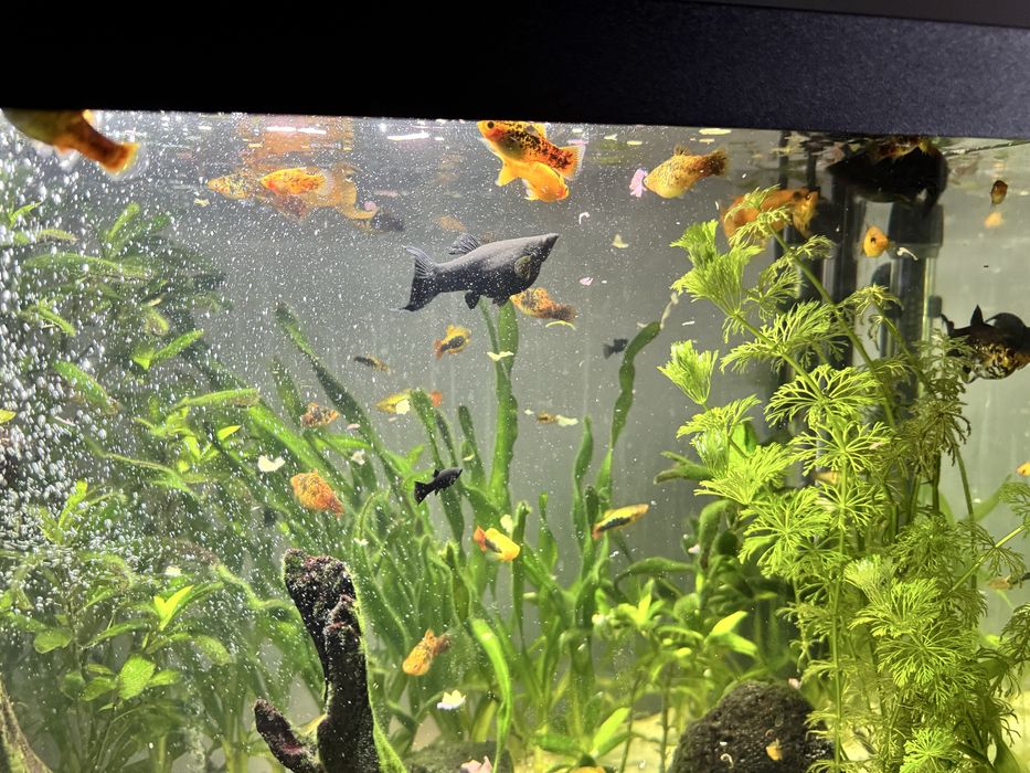 Akwarium 72L z rybkami
