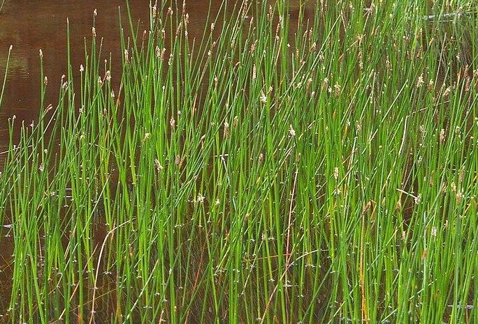 lilie wodne , rośliny strefy błotnej ,oczka wodne, filtry , prefiltry,