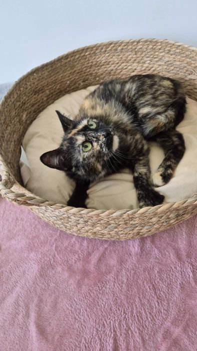 Urokliwa kicia do pokochania