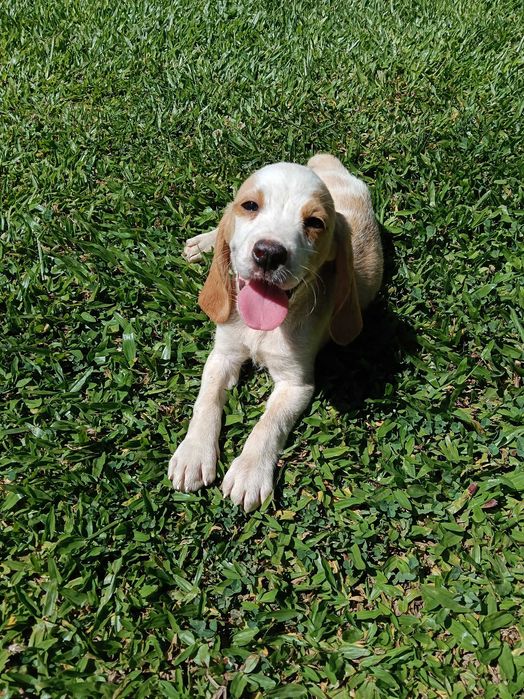 Macho bicolor lindo