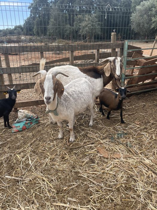 Vendo cabra boer
