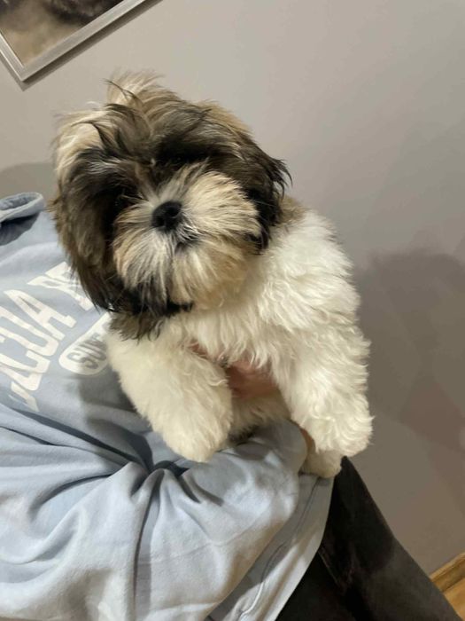 Piesek Shih Tzu. 15 tygodni. ZHPR/UCI. Gotowe do odbioru
