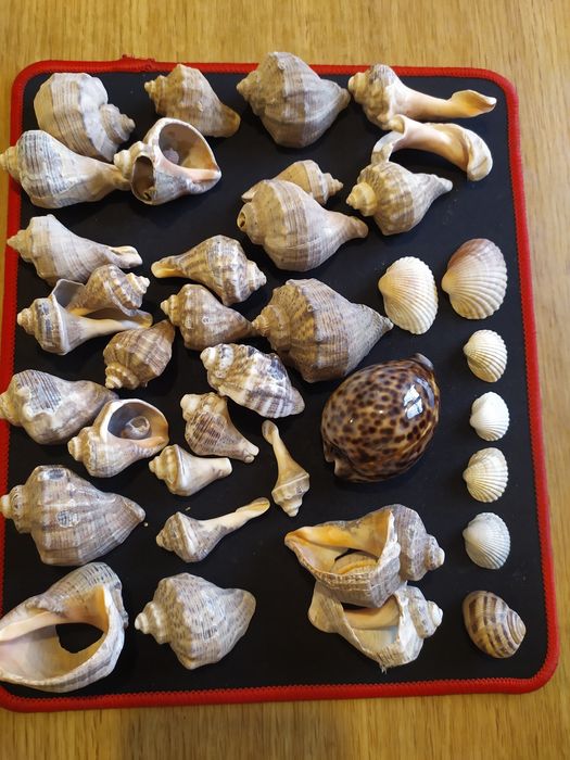 Ракушки морські для акваріума, декора.