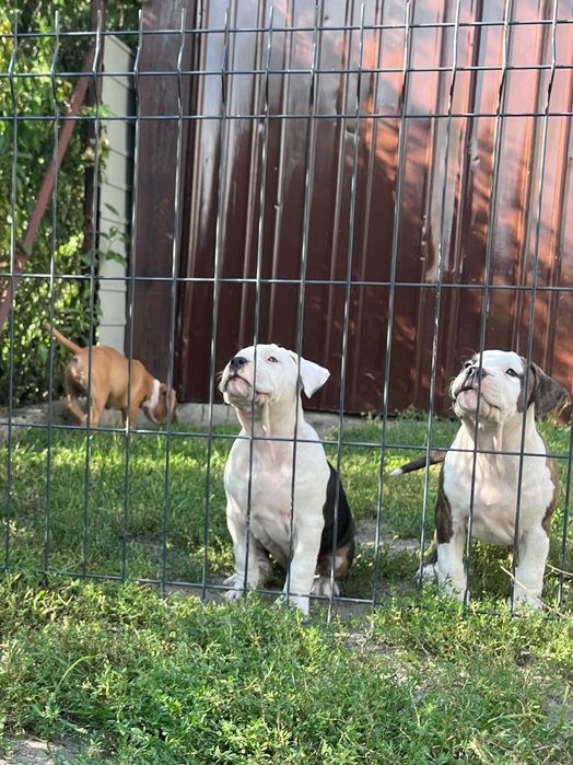 American Staffordshire Terrier Amstaff Suczka