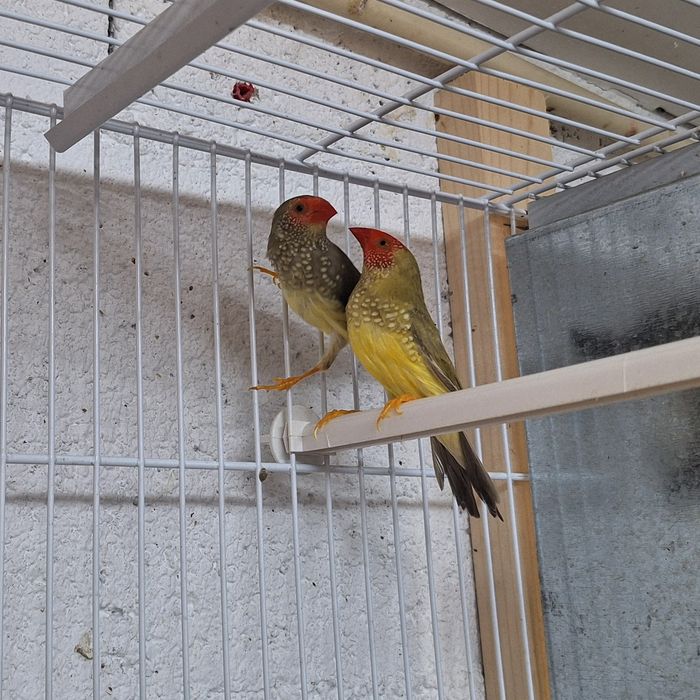 Casal diamante estrela