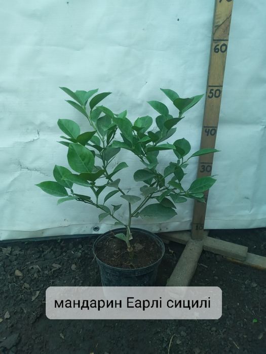 Солодкий цитрус Полтава