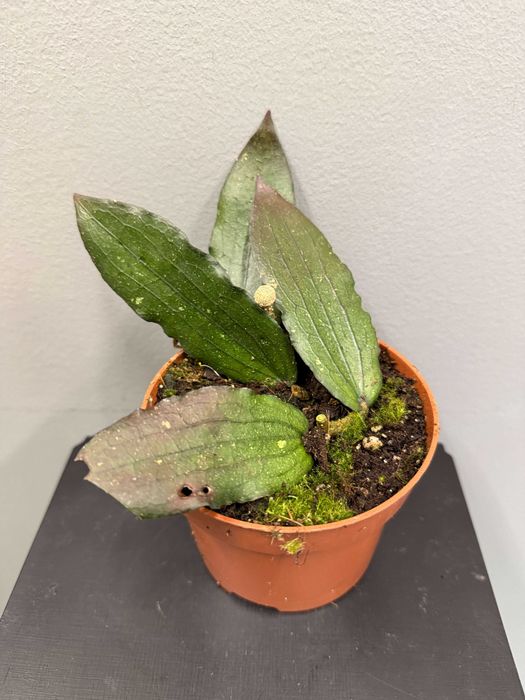 Hoya Erythrina Hoja