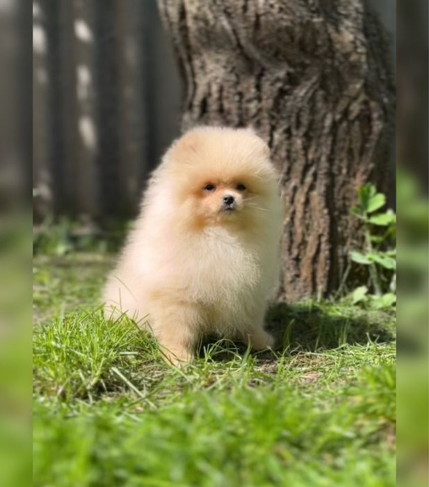 Померанский шпиц девочка