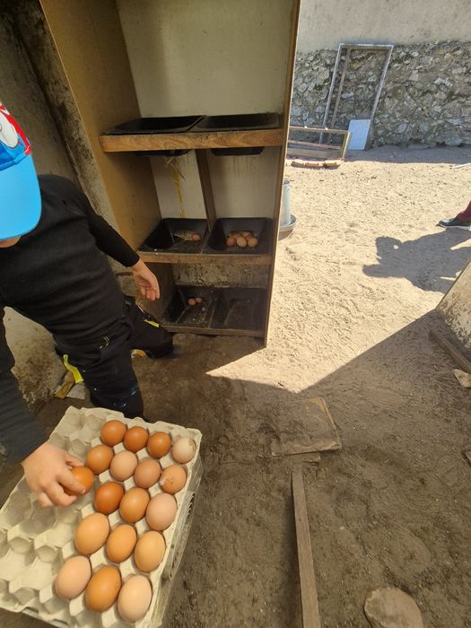 Ovos caseiros para venda á duzia
