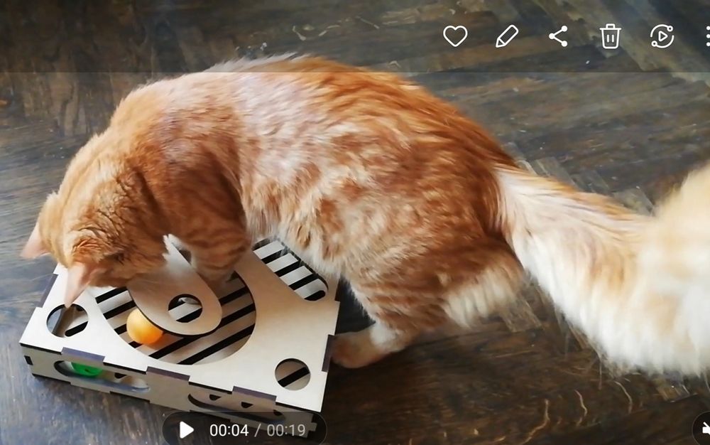 Пропал кот! Ищем!