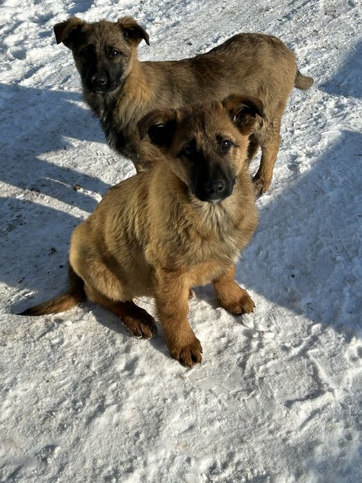 Продам собаку породи (Овчарка)