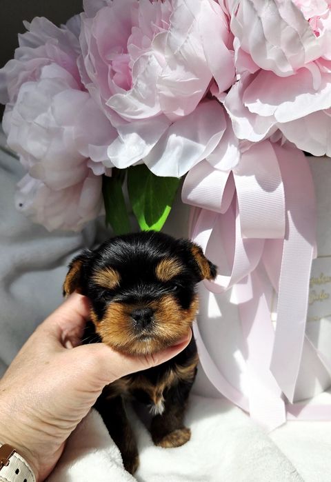 Piesek Yorkshire terrier rod ZKwP FCI