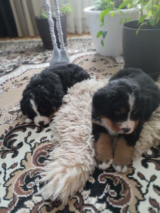 Продам цуценята бернского зененхунда