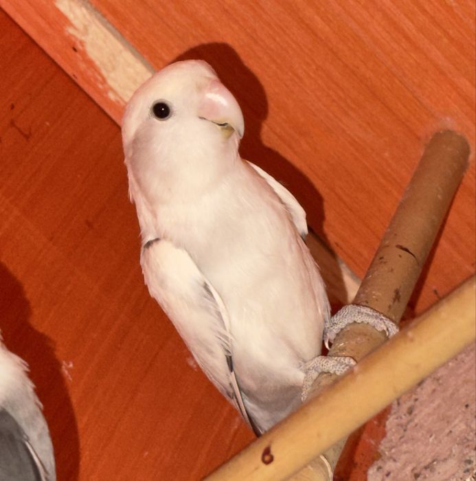Agaporni Roseicollis Longfeather Reprodutora Sexada